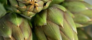 All about #artichokes - history, diffusion, tips and tricks