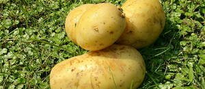 #Potatoes: from the #Incas to #Vodka to space