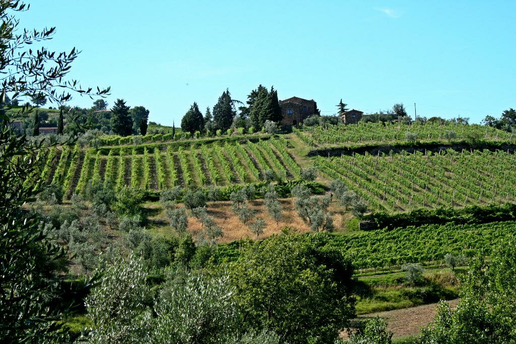 Montalcino's landscape