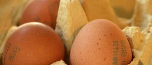 #Eggs: a gift from our friendly chickens