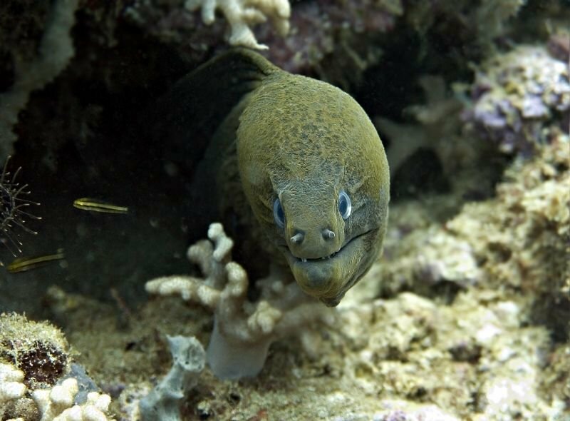 Eel