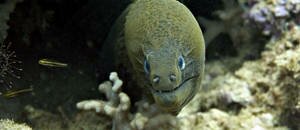 All about eel, the snake from the oceans