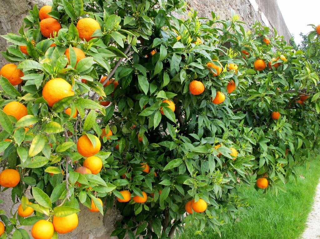 Oranges in the city of Rome