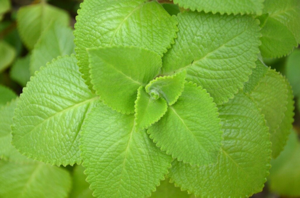 Oregano, details