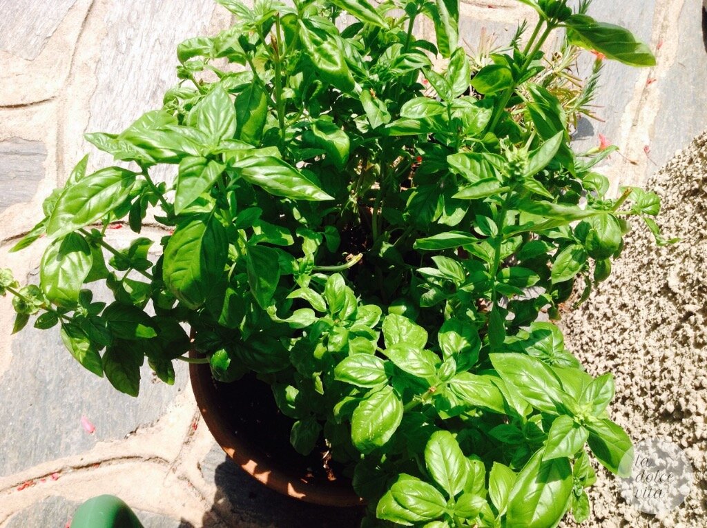 Basil in the sun.